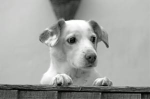 cute-pup-peeking-over-fence-image