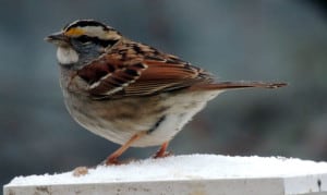 little-brown-black-warbler-image