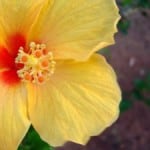 orange-yellow-flower-up-close-image