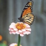 single-pink-zinnia-monarch-image