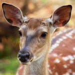 beautiful-spotted-deer-image