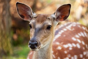 beautiful-spotted-deer-image