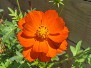 bright-orange-flower-image