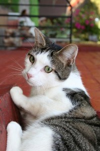 grey-white-cat-green-eyes-pink-nose-image