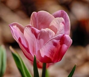 pink-tulip-green-stems-fuzzy-background-image