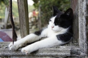cat-stretching-black-white-image