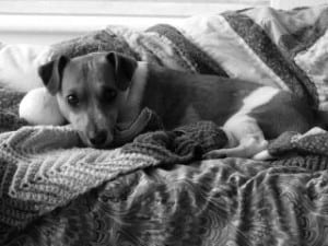 black-and-white-jack-russell-in-blankets-image