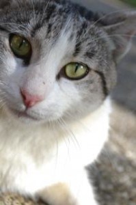 head-tilted-gray-white-cat-image
