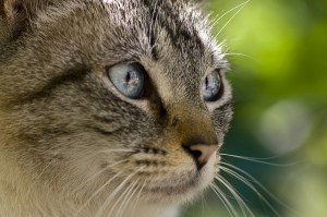 beautiful-gray-white-striped-cat-close-up-image