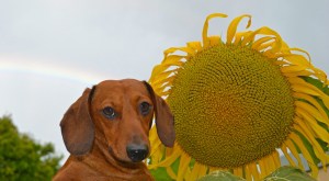 little-brown-dog-sunflower-image