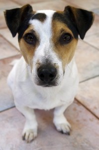 jack-russell-sitting-sidewalk-image