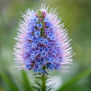 purple-cone-like-flower-image
