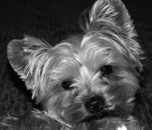 black-and-white-perky-ears-dog-image