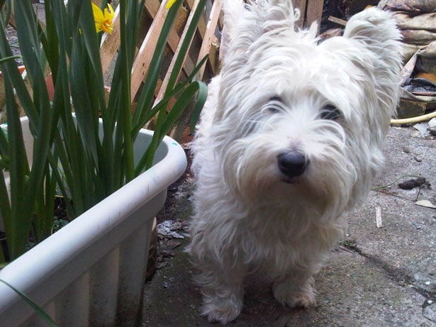 westie-among-the-flowers-image