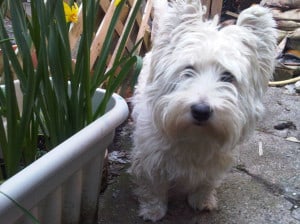 westie-in-garden-image