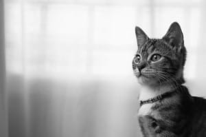 black-white-cat-corner-image