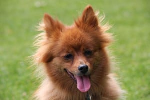 red-haired-dog-tongue-out-image
