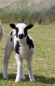 cute-lamb-black-white-image