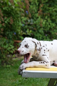 cute-puppy-dog-dalmatian-image