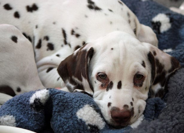 cute-puppy-dalmatian-closeup-image