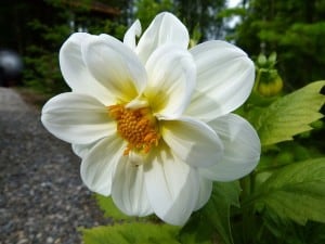 dahlia-up-close-image