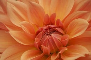 pale-peach-close-up-flower-image