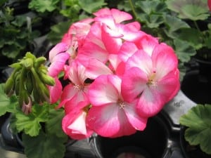 pink-and-white-geranium-image