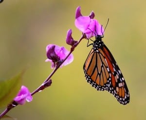 monarch-butterfly-hanging-purple-flower-image