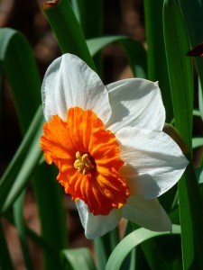 orange-white-daffodil-image