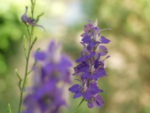 stalk-purple-flowers-faded-image