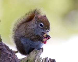 squirrel-balancing-on-stump-image