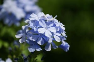 purple-spring-flowers-close-image