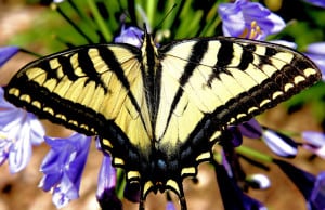large-yellow-butterfly-image