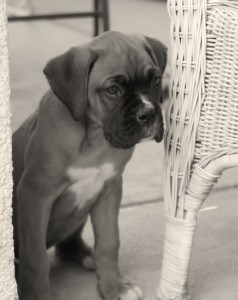 boxer-leaning-on-chair-image