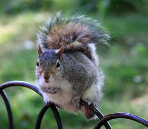 squirrel-on-wrought-iron-fence-image