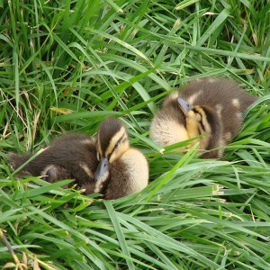 cute-baby-ducks-grass-image