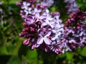 bouquet-purple-flowers-lavender-image