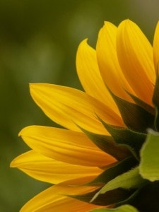yellow-sun-flower-close-up-corner-image