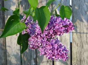 lovely-purple-hanging-flowers-image