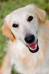 golden-retriever-happy-image