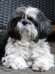 cute-black-and-white-scruff-dog