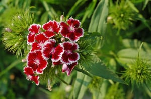 red-star-flowers-image