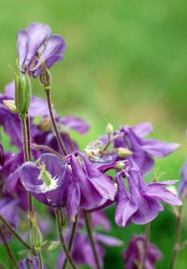 beautiful-purple-trumpet-flowers-image