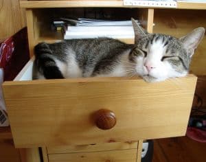 cat-napping-image