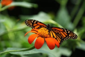 bright-orange-monarch-on-petals-image