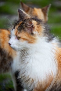 orange-black-white-cat-closeup-image