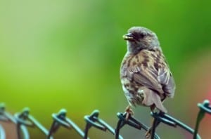 bird-on-fence-green-background-image