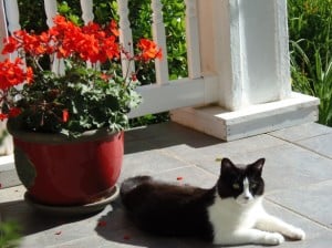 black-white-lounging-cat-flowerpot-image