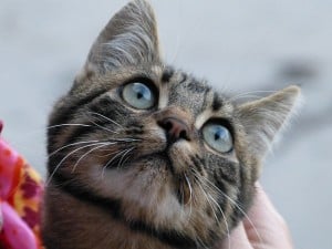 sweet-cat-blue-eyes-gray-image