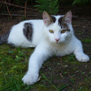 cat-sprawled-on-grass-image